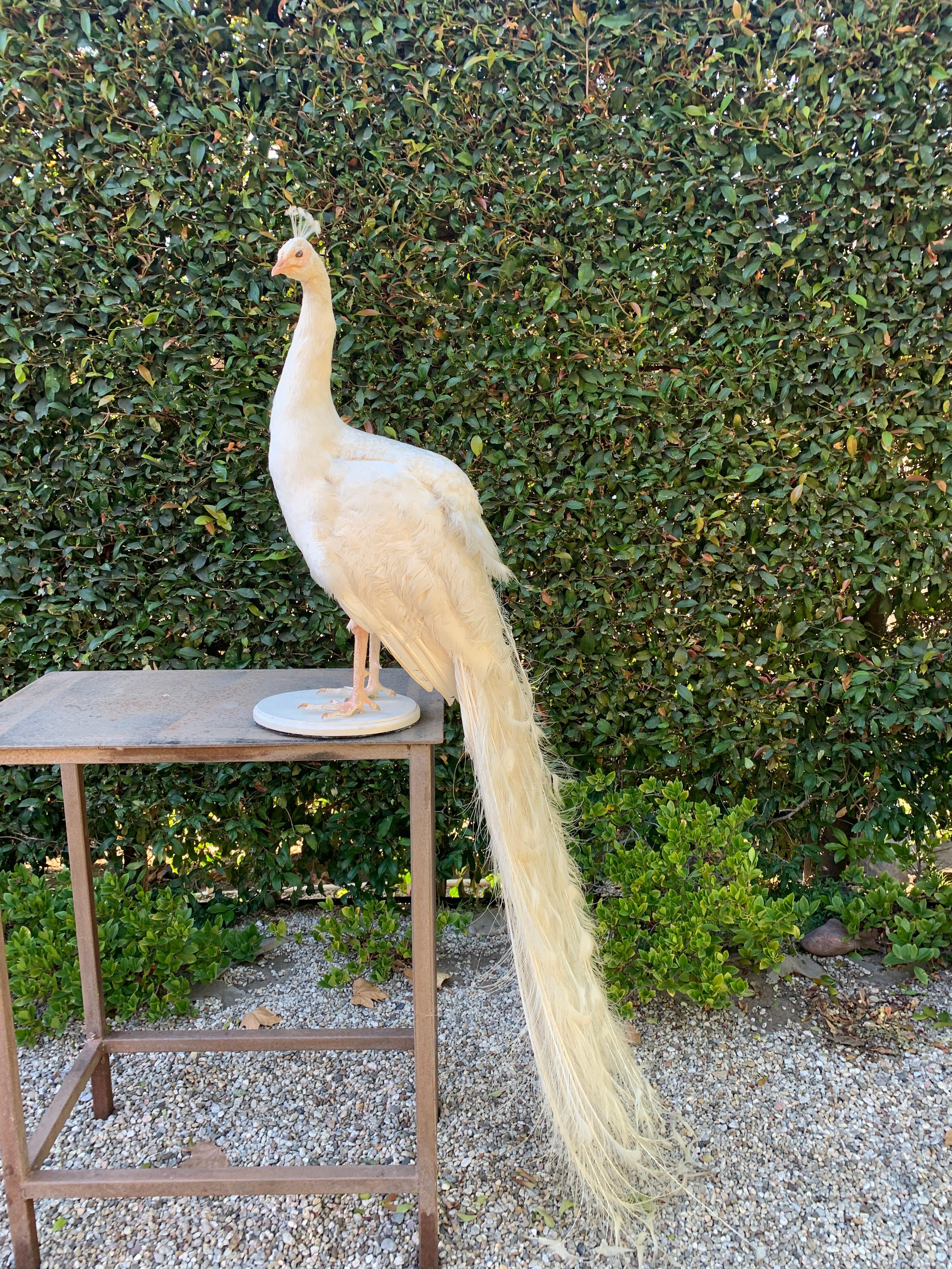 20th Century White Mounted Peacock on Stand