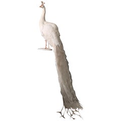 White Mounted Peacock on Stand