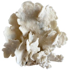 White Natural Cactus Coral