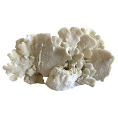 White Natural Cactus Coral