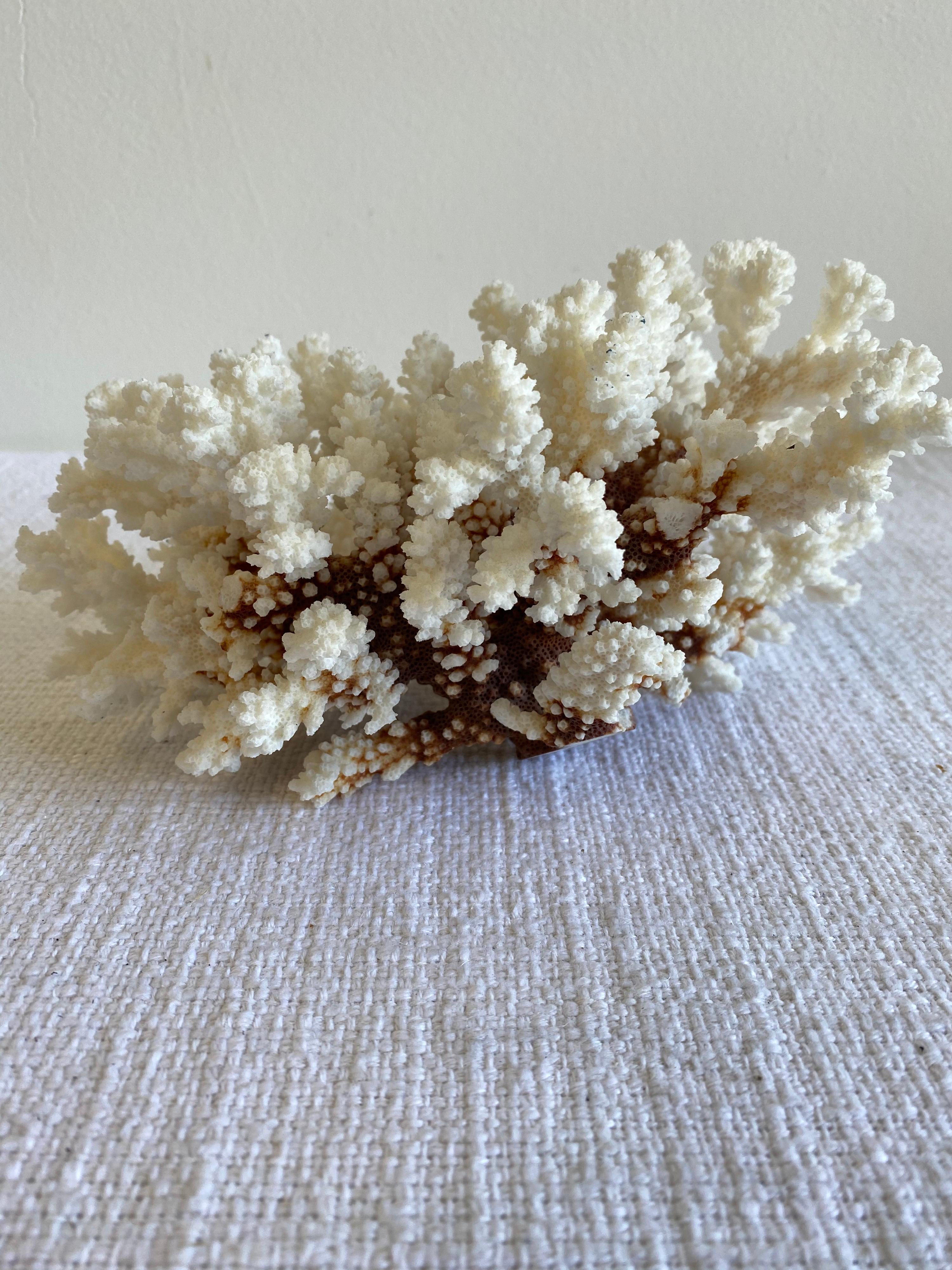 Beautiful natural white coral.
This coral is real, not faux, and coral has been bleached.
Size: 9