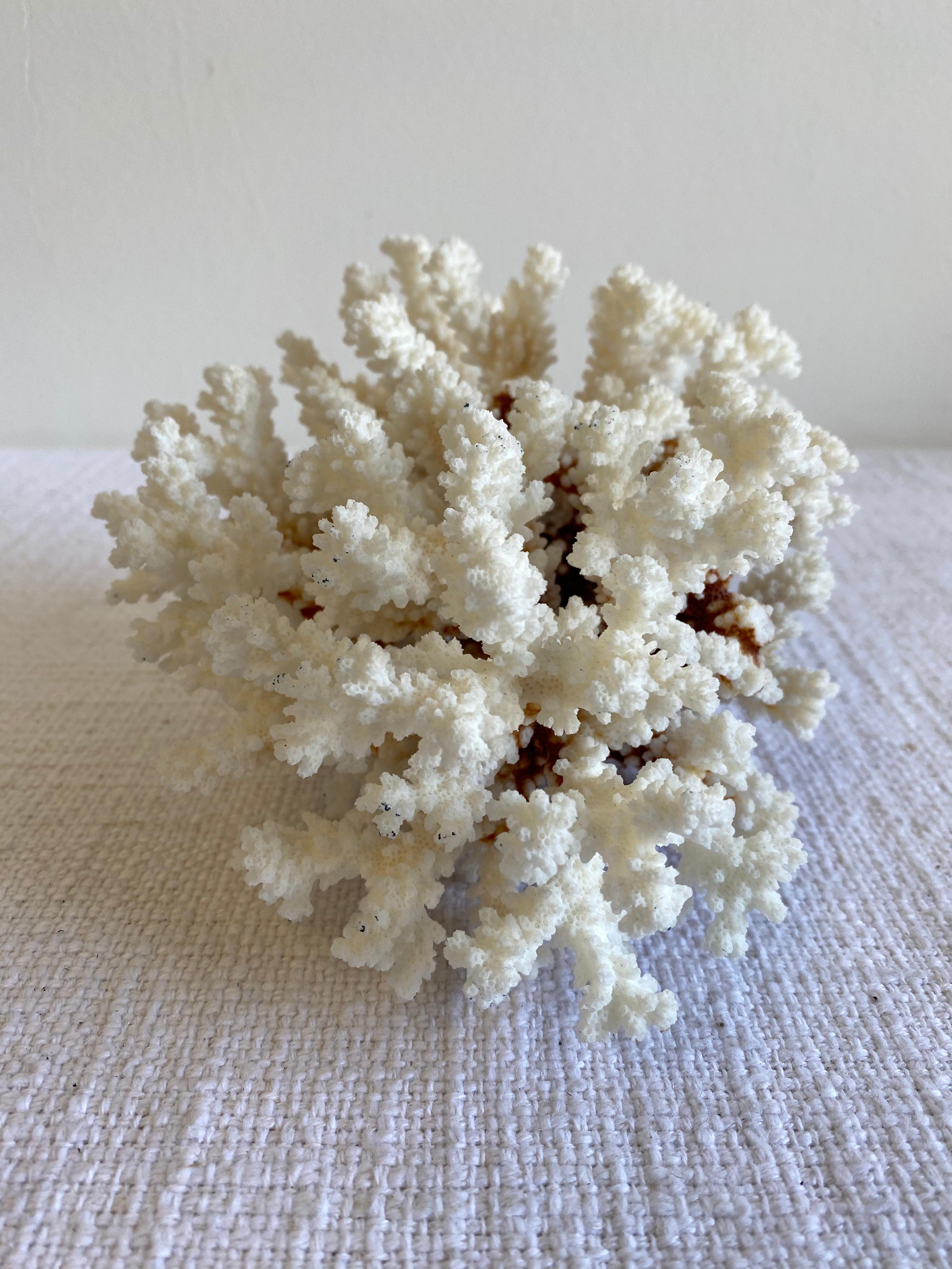 White Natural Coral In Good Condition In Brea, CA