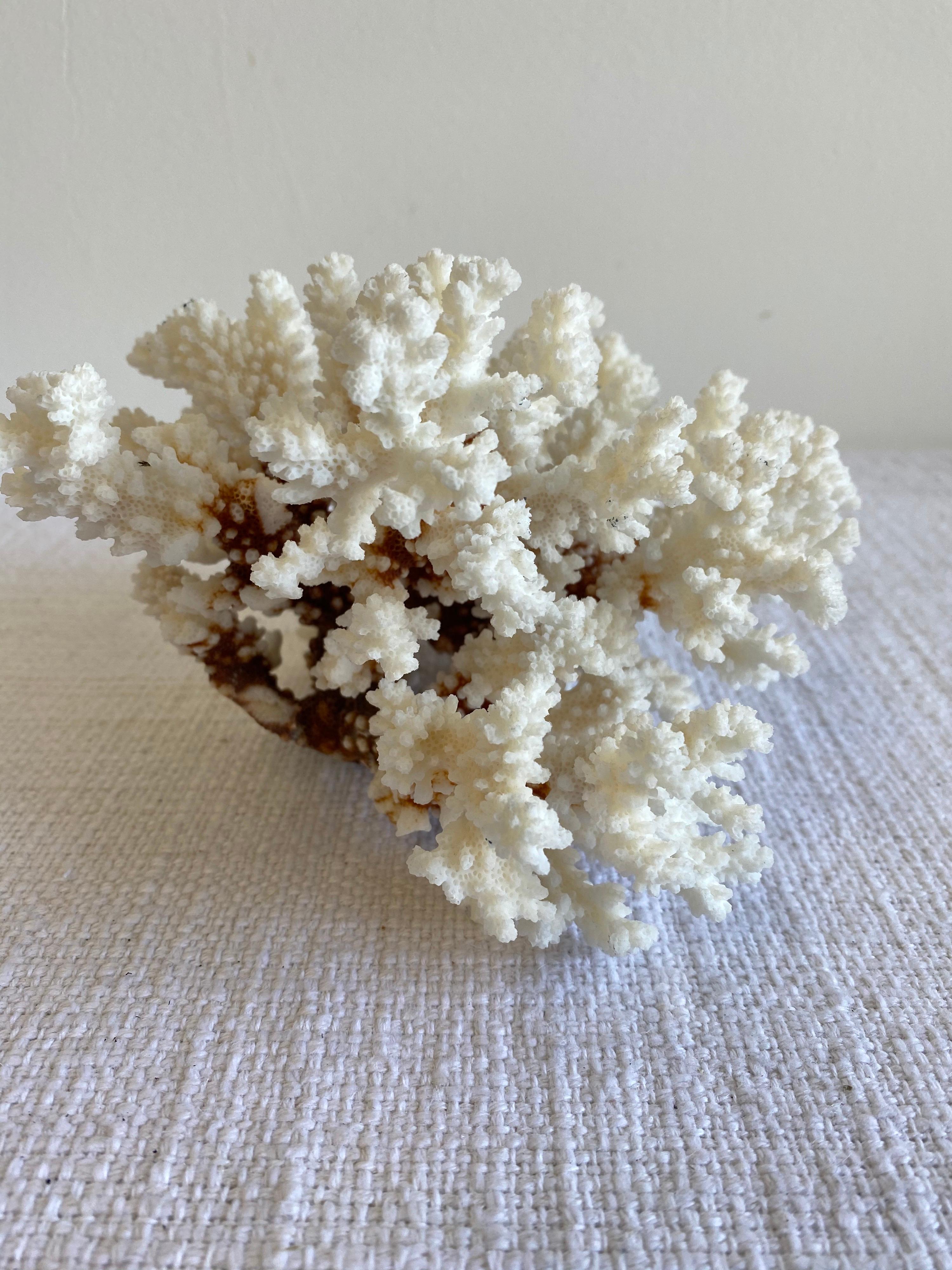 20th Century White Natural Coral