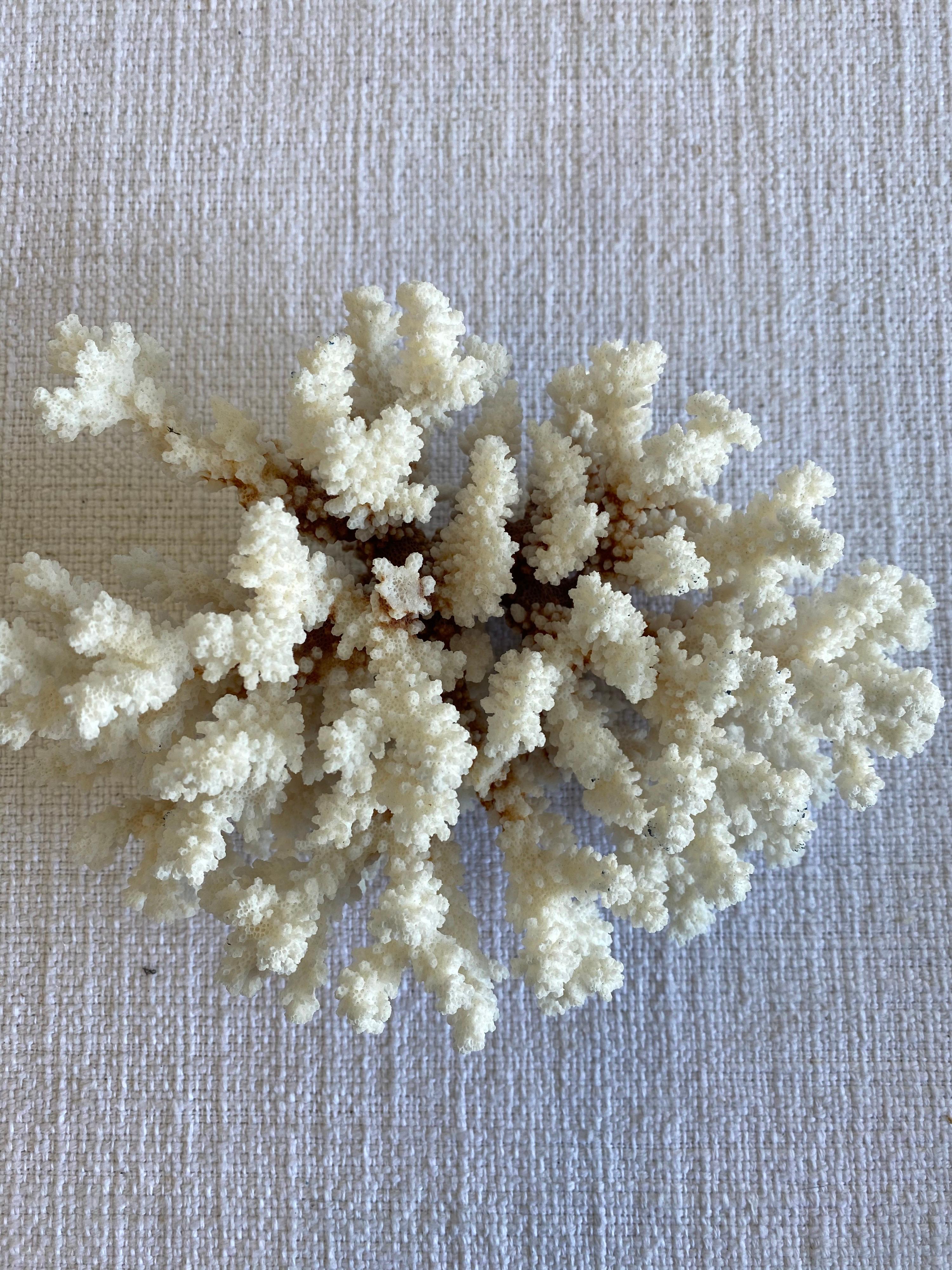White Natural Coral 1