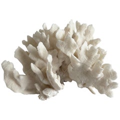 White Natural Coral