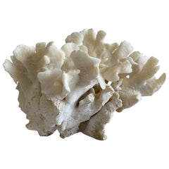 White Natural Coral