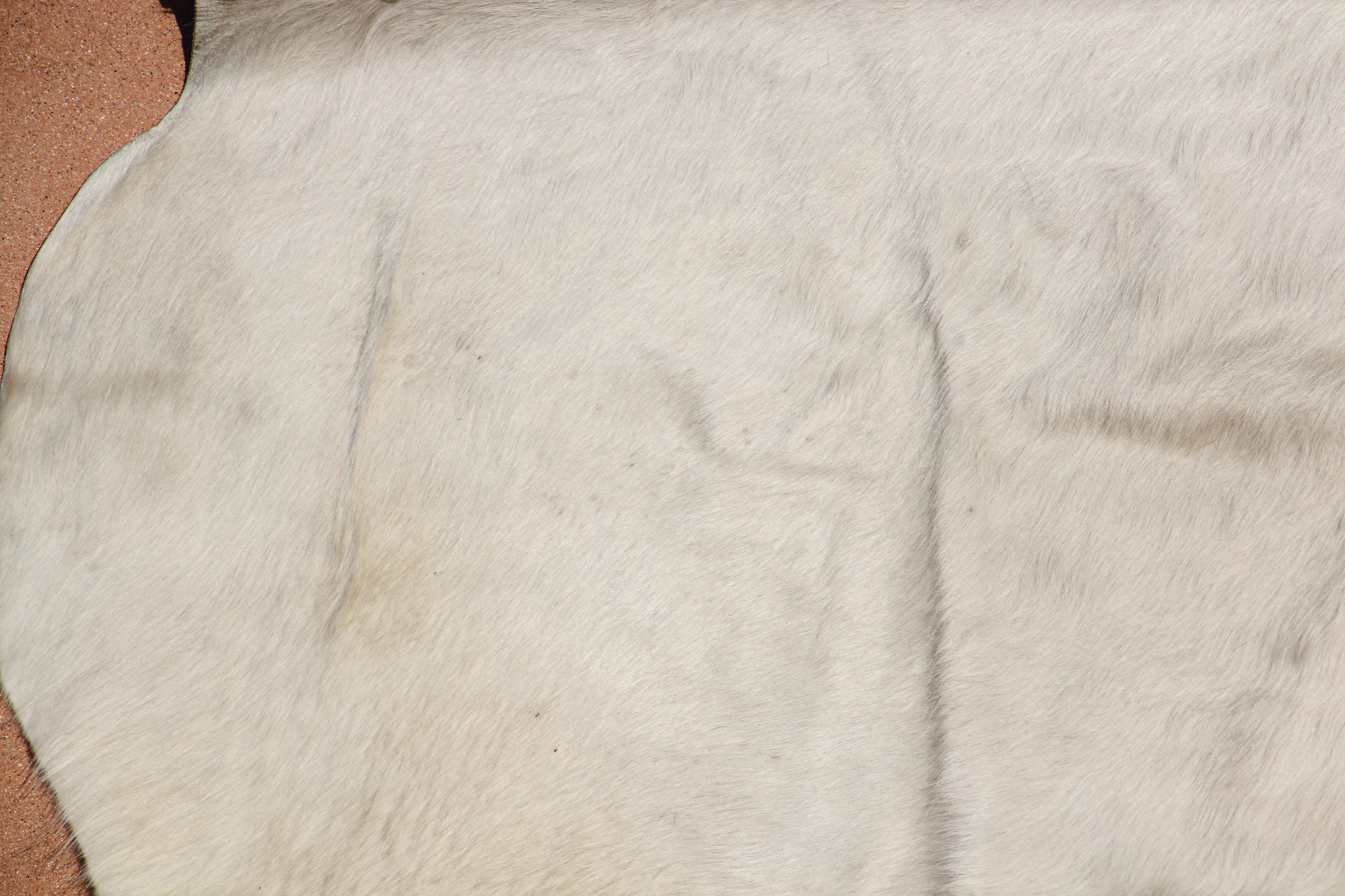 Weißer Teppich aus natürlichem Rindsleder Argentinien im Zustand „Gut“ im Angebot in North Hollywood, CA