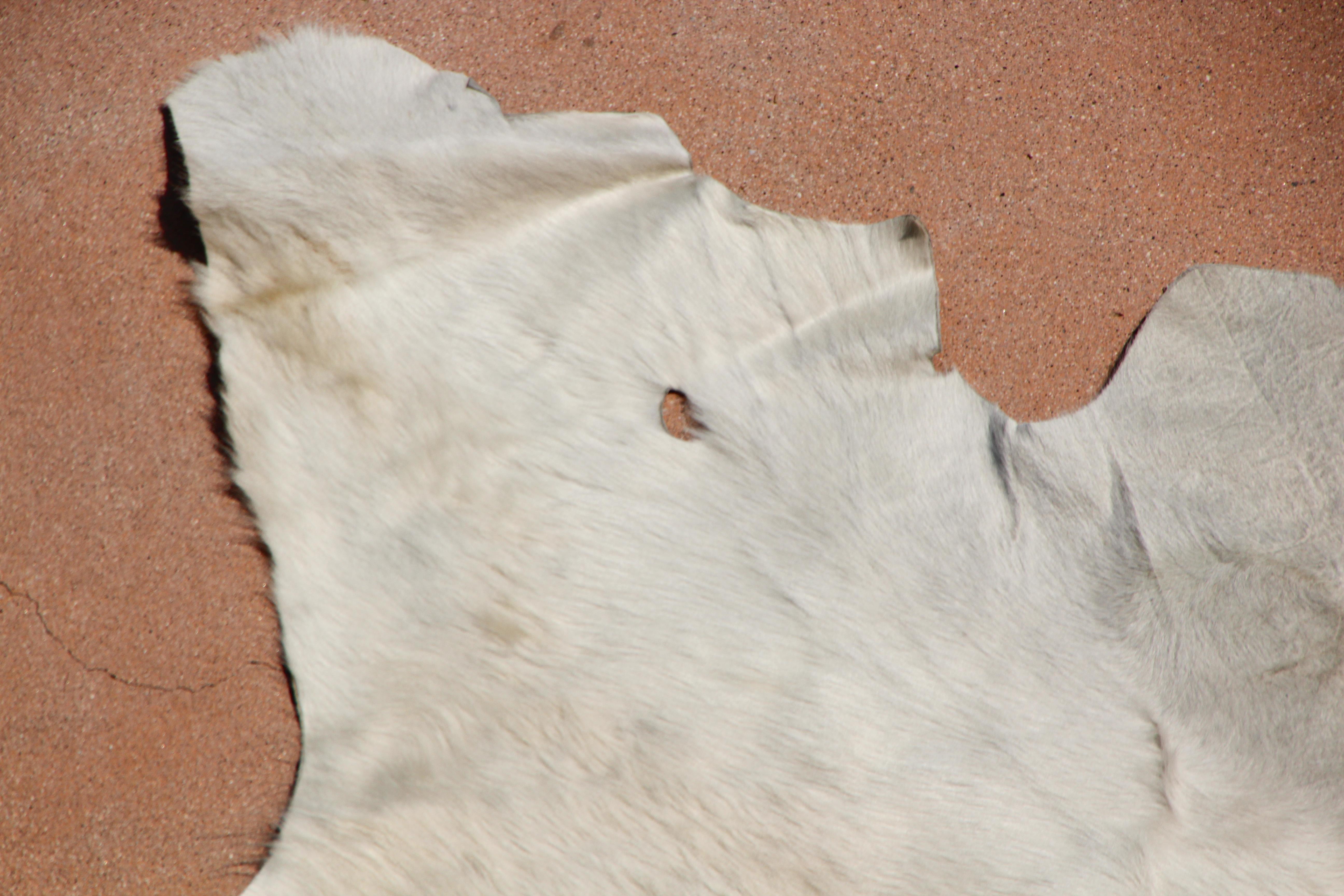 Weißer Teppich aus natürlichem Rindsleder Argentinien (20. Jahrhundert) im Angebot