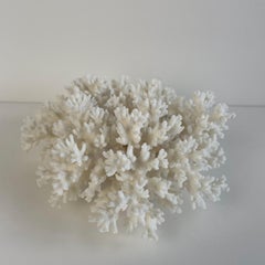 White Nest Coral