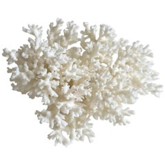 White Nest Coral