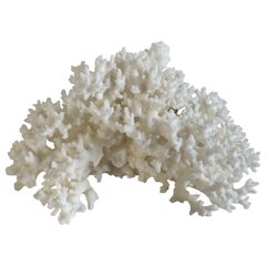 White Nest Coral