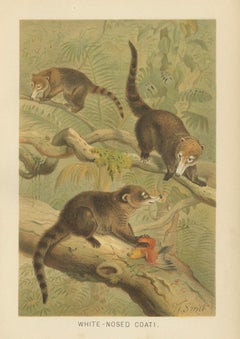 White-Nosed Coati – Antique Tropical Animal Chromolithograph, 1894