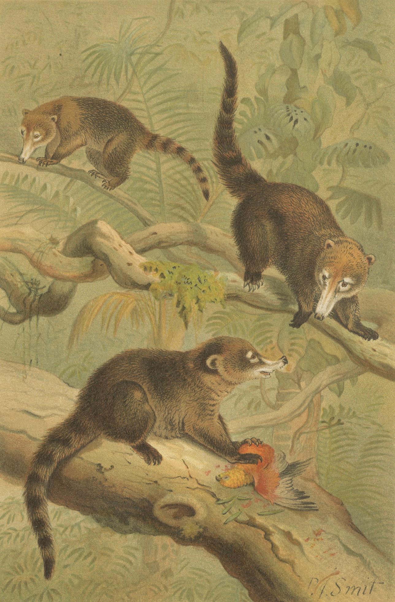 White-Nosed Coati – Antique Tropical Animal Chromolithograph, 1894