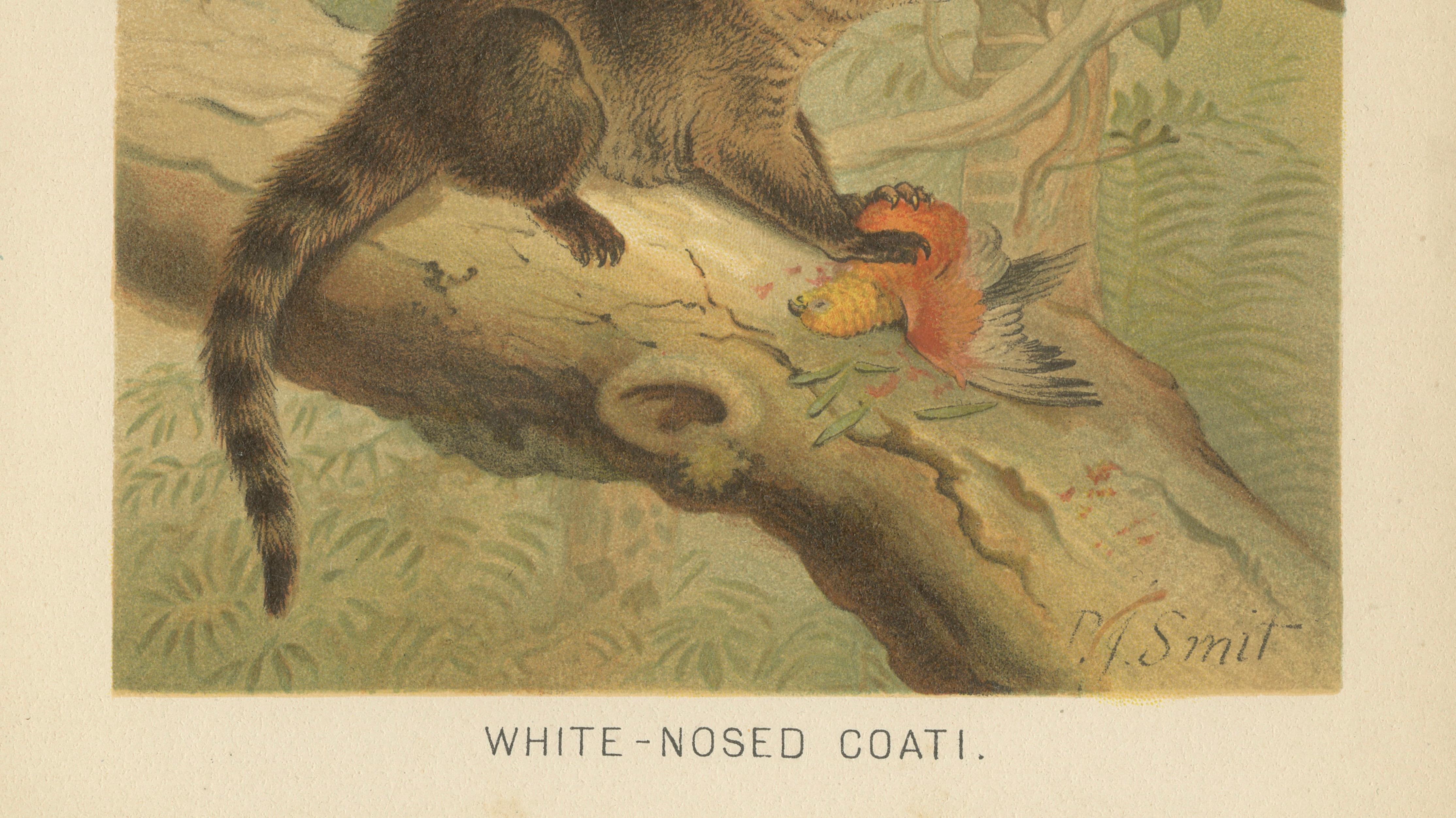 White-Nosed Coati – Antique Tropical Animal Chromolithograph, 1894