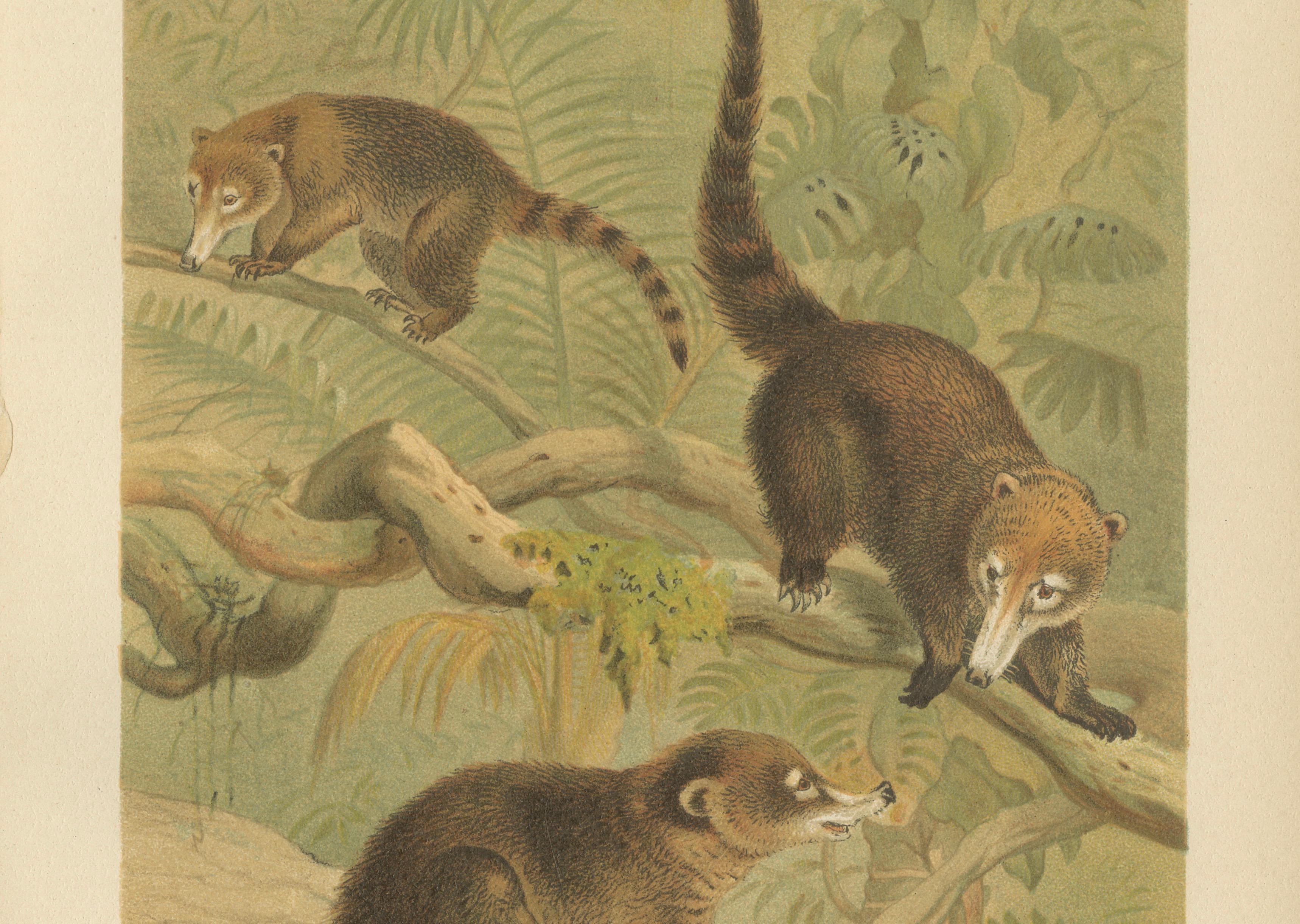 White-Nosed Coati – Antique Tropical Animal Chromolithograph, 1894