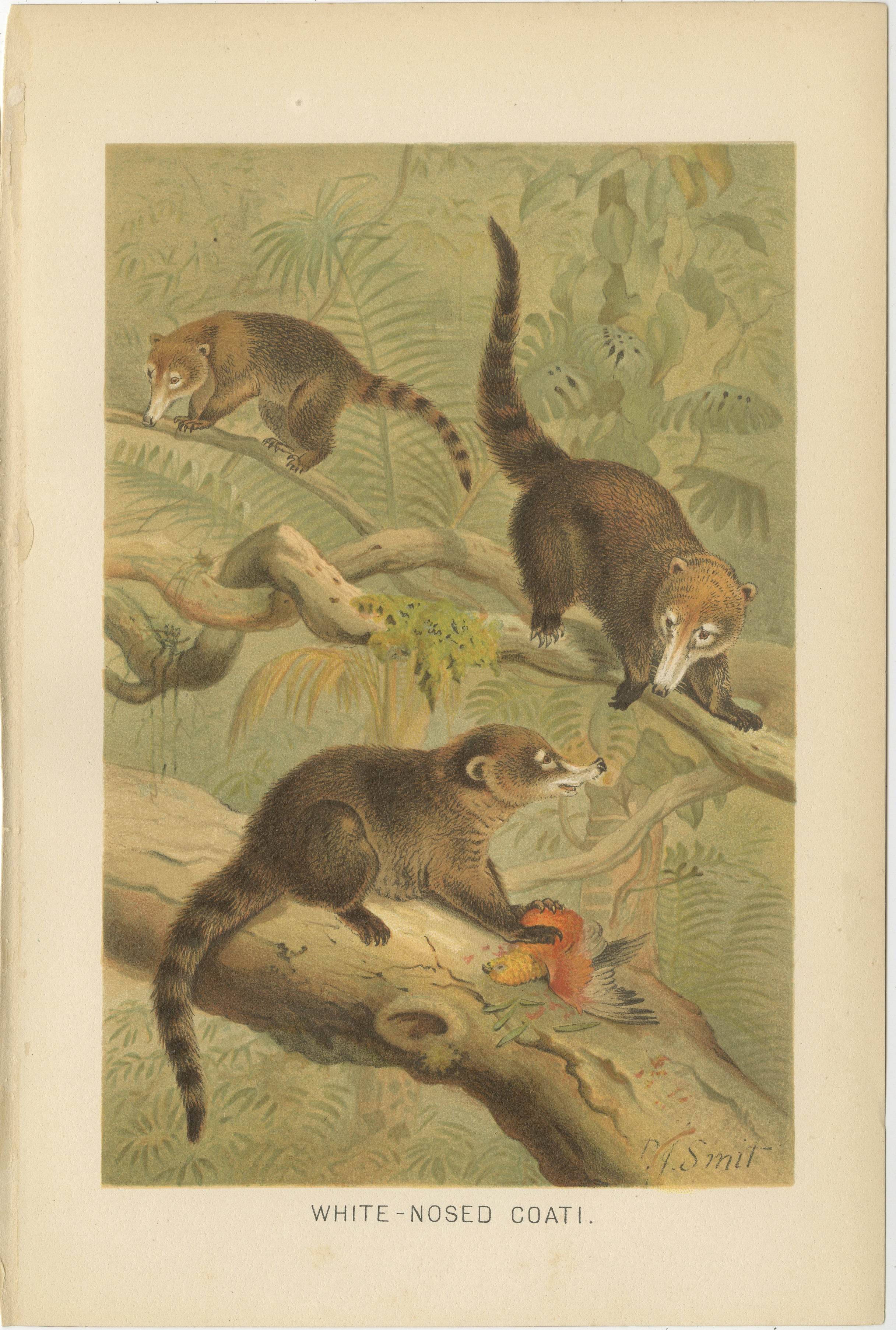 White-Nosed Coati – Antique Tropical Animal Chromolithograph, 1894