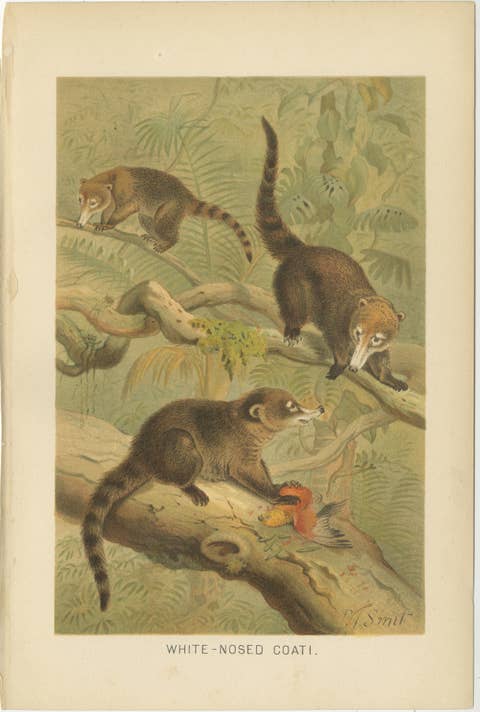 White-Nosed Coati – Antique Tropical Animal Chromolithograph, 1894