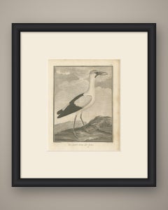 Weißer Indischer Offenschnabelstorch, antiker Stich von Sonnerat, 1806