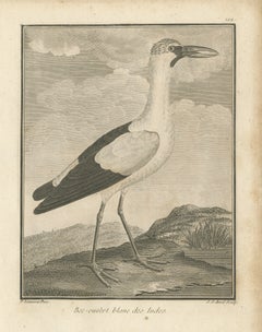 Weißer Indischer Offenschnabelstorch, antiker Stich von Sonnerat, 1806