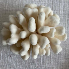 White Pacific Elk Coral
