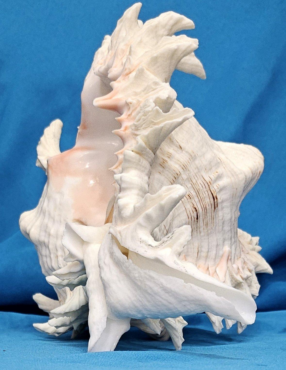 Conchiglia bianca/rosa, conchiglia spigolosa extra grande (Chicoreus ramosus) lunga 10 pollici
Si tratta di un esemplare impressionante, molto grande, che offre un'ampia flessibilità nel modo in cui può essere esposto.  Le numerose angolazioni