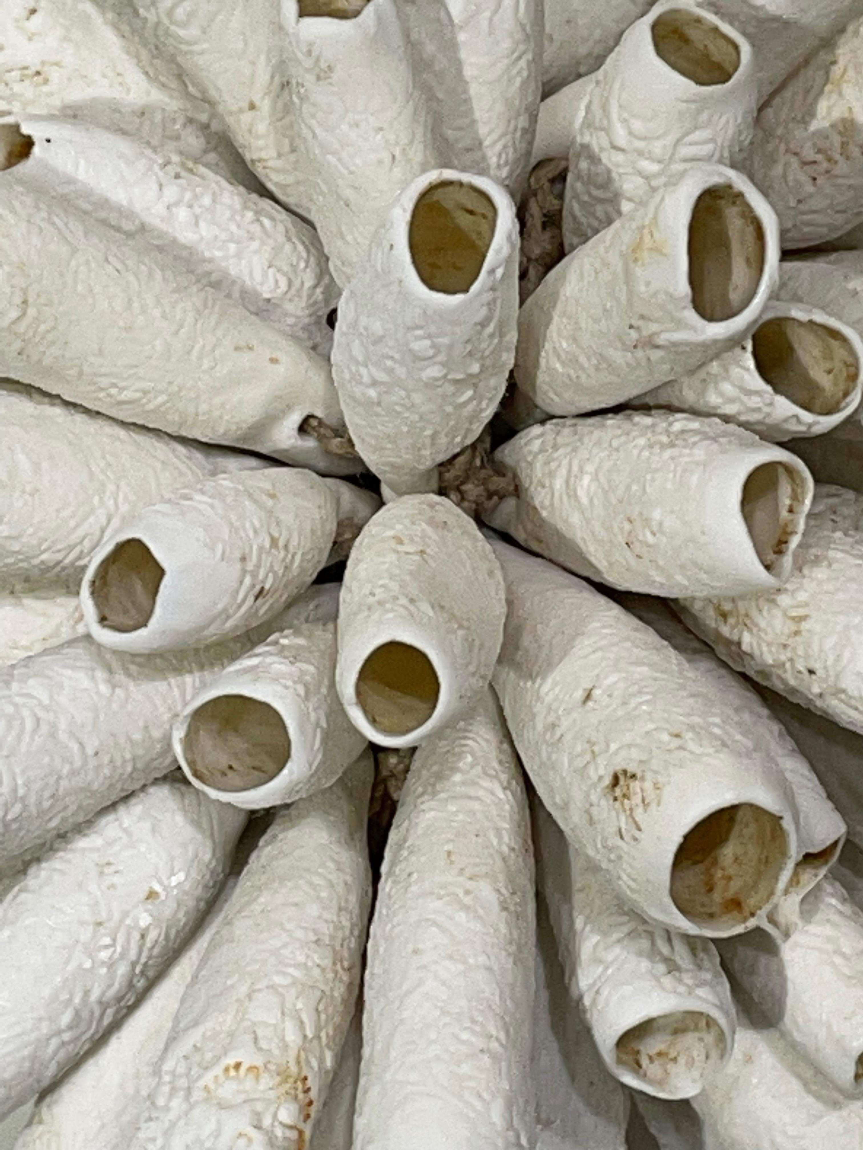 White Porcelain Sea Urchin Sculpture, France, Contemporary In New Condition In New York, NY