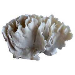 White Real Cactus Style Coral
