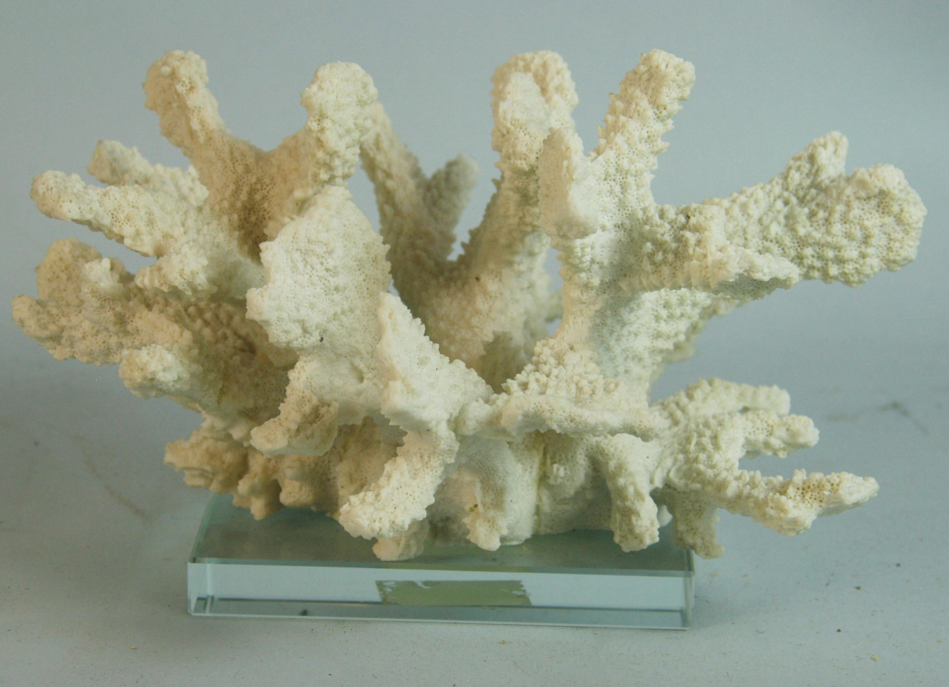 1647 Esemplare di corallo a dito naturale di colore bianco su base acrilica