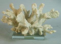 White Sea Coral  Specimen on Acrylic Base