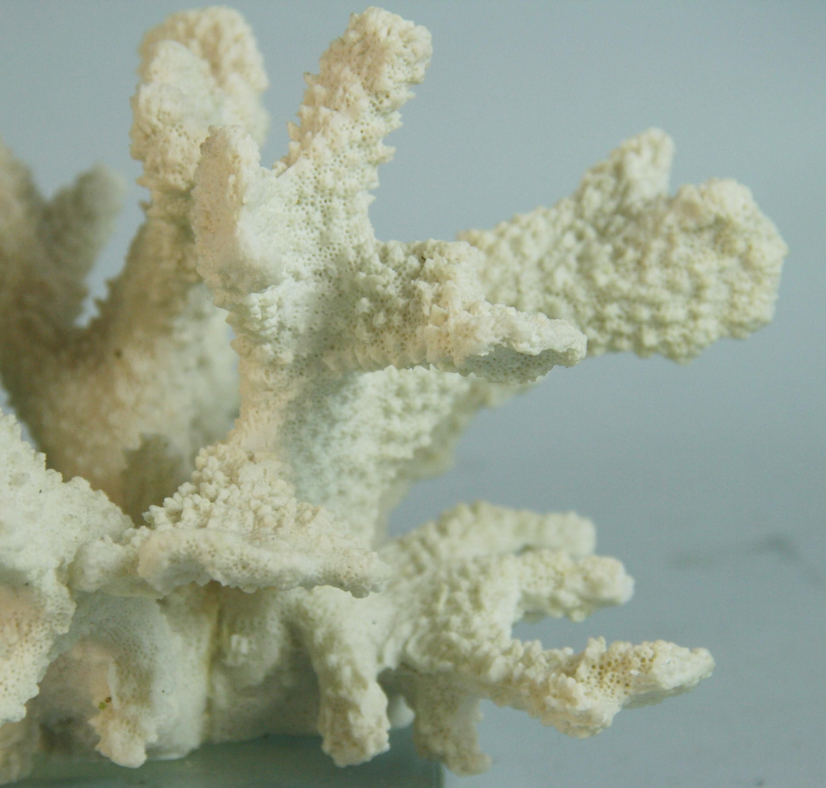 Corallo del mare Whiting  Campione su base acrilica In condizioni buone in vendita a Douglas Manor, NY