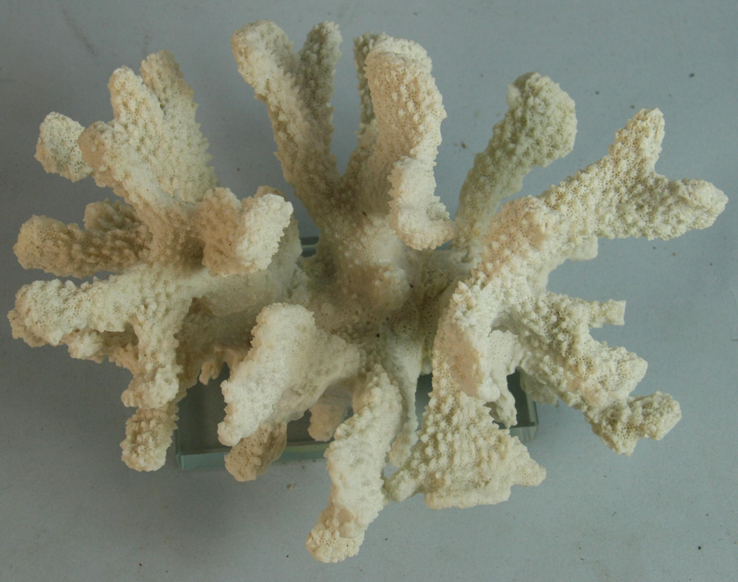 Corallo del mare Whiting  Campione su base acrilica in vendita 1