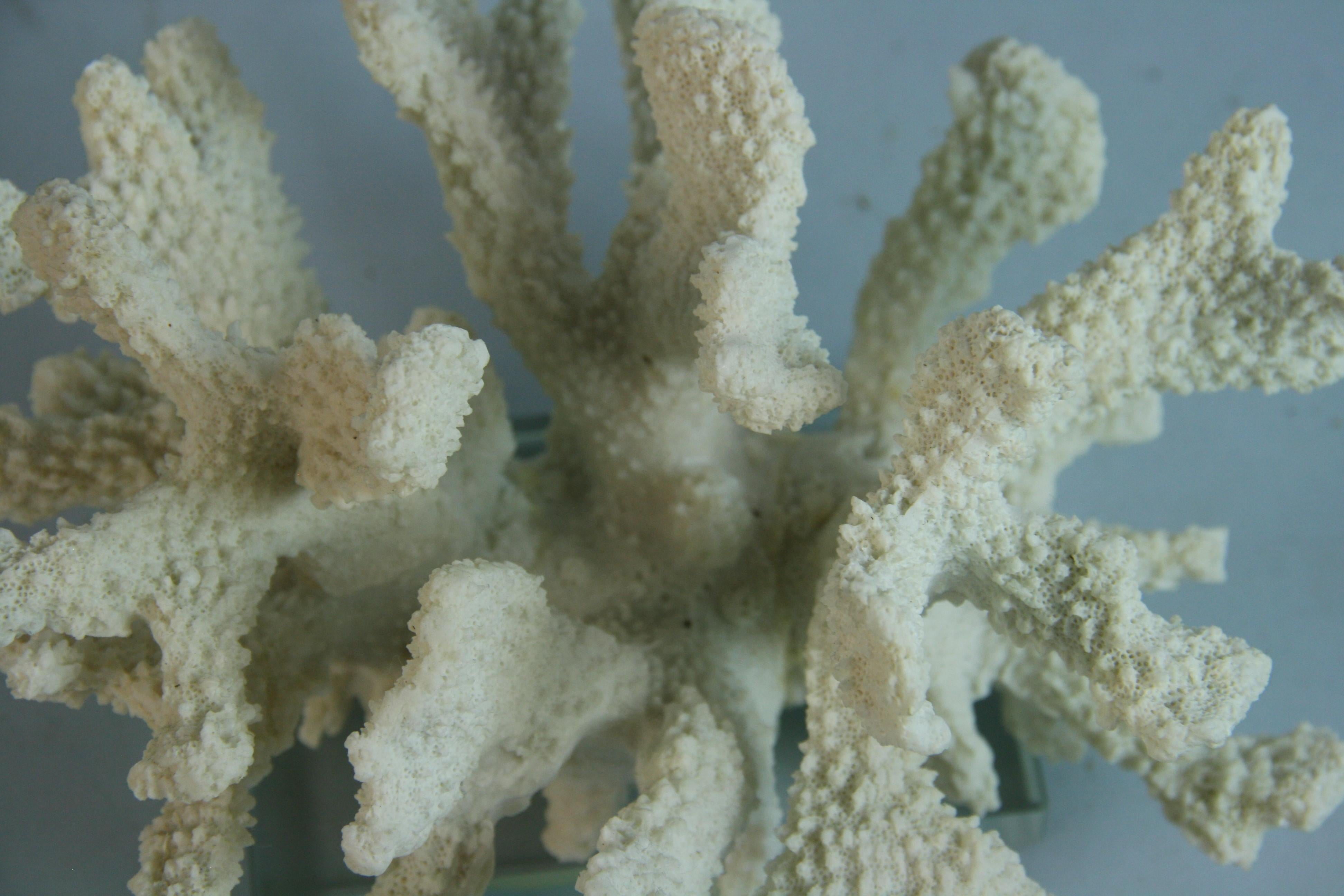 Corallo del mare Whiting  Campione su base acrilica in vendita 2