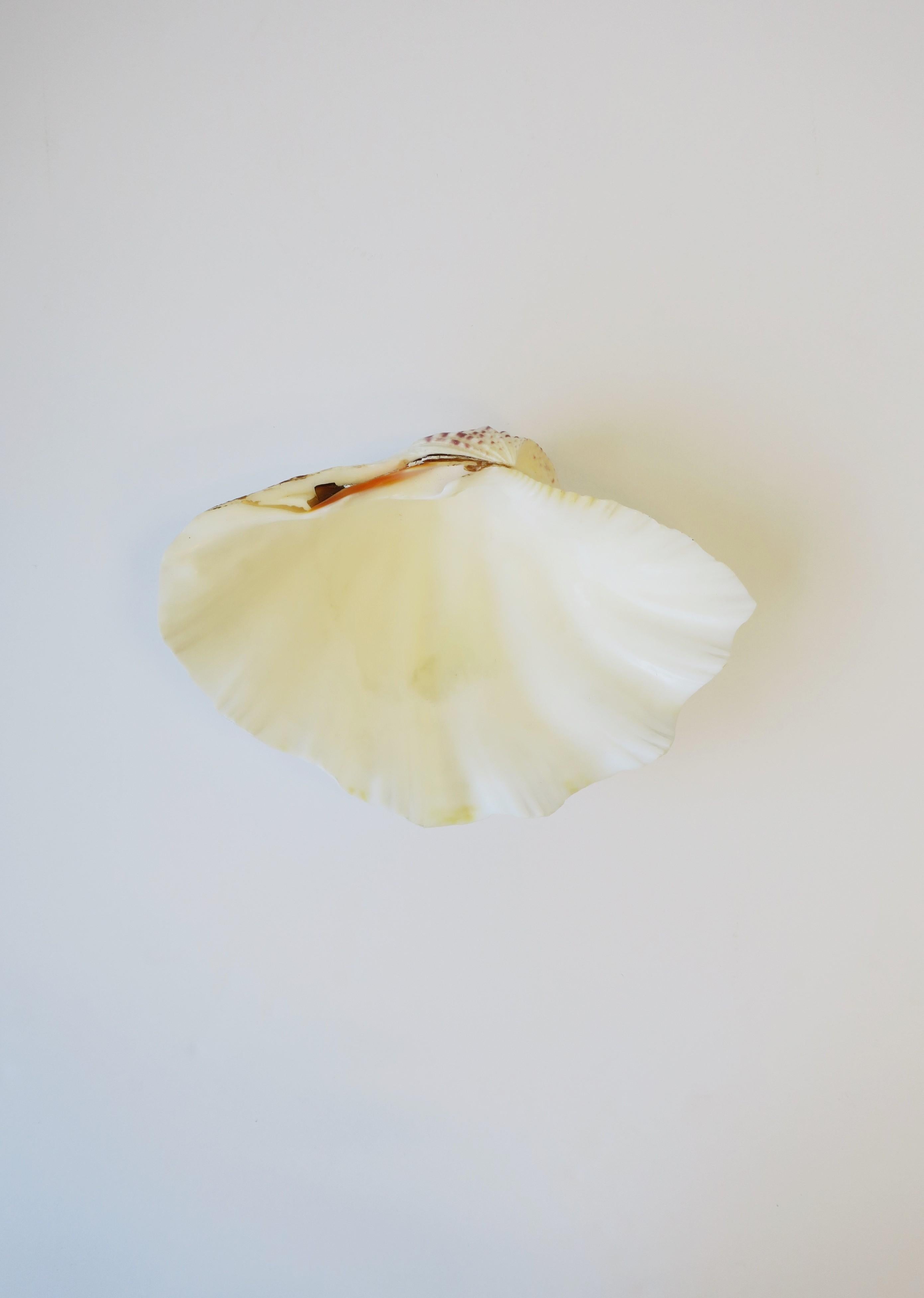 A beautiful, relatively large, white natural clam shell seashell. Seashell is real. Beautiful as a stand-alone piece or fill with your favorite fruits, vegetables, etc. Seashell measures: 3.75