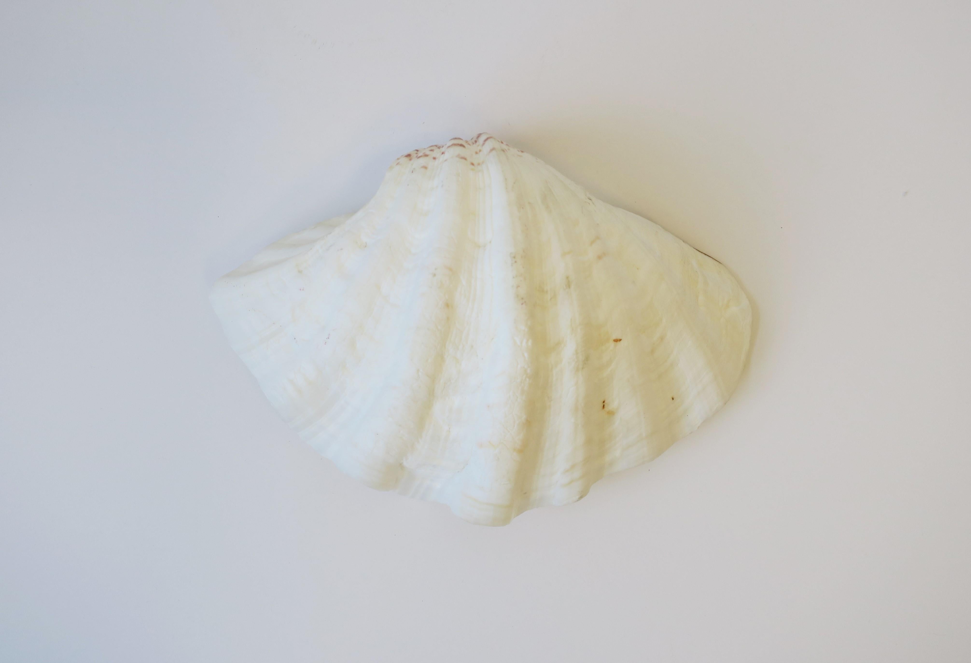 Clam Shell Seashell White Natural  For Sale 7