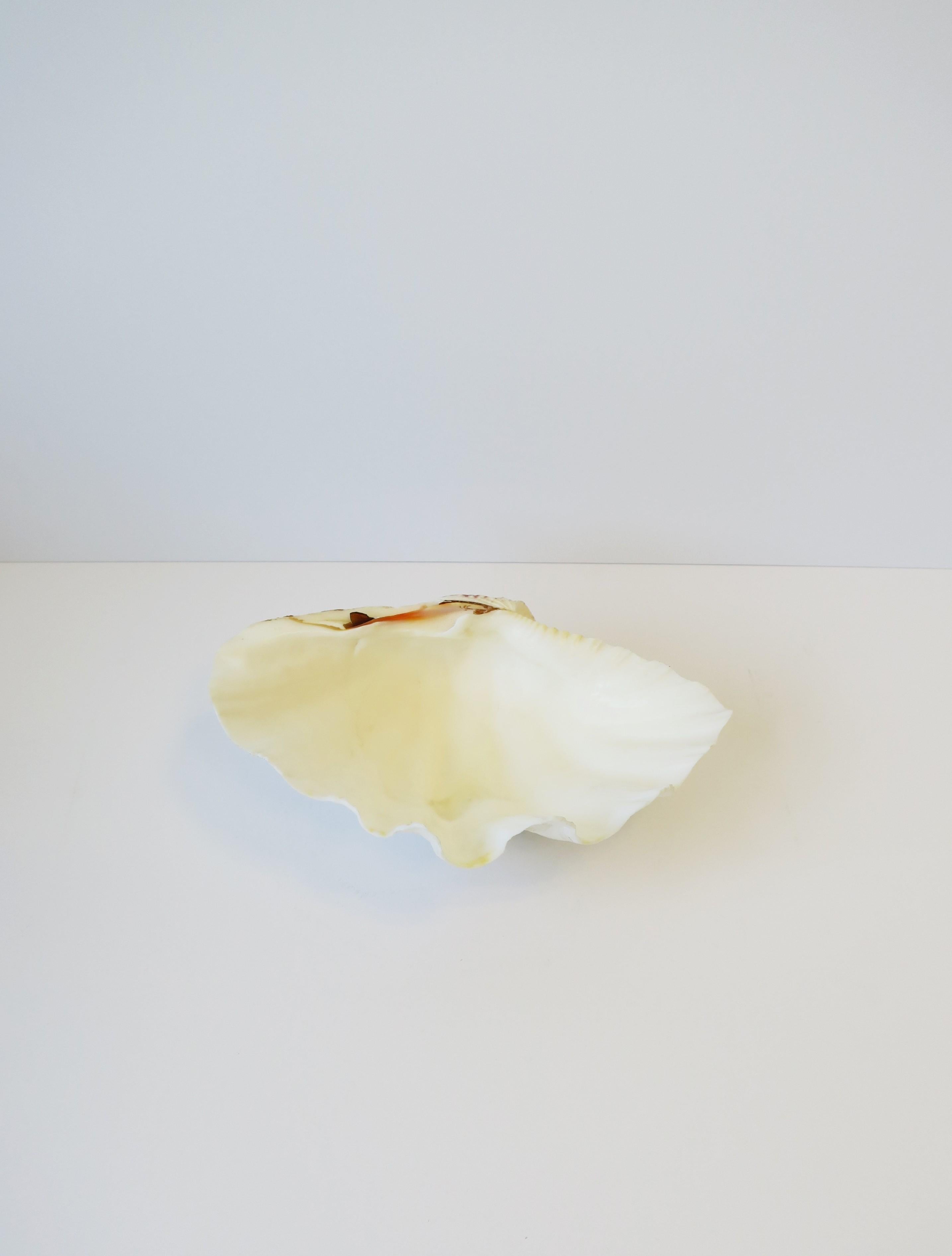 Clam Shell Seashell White Natural  For Sale 4