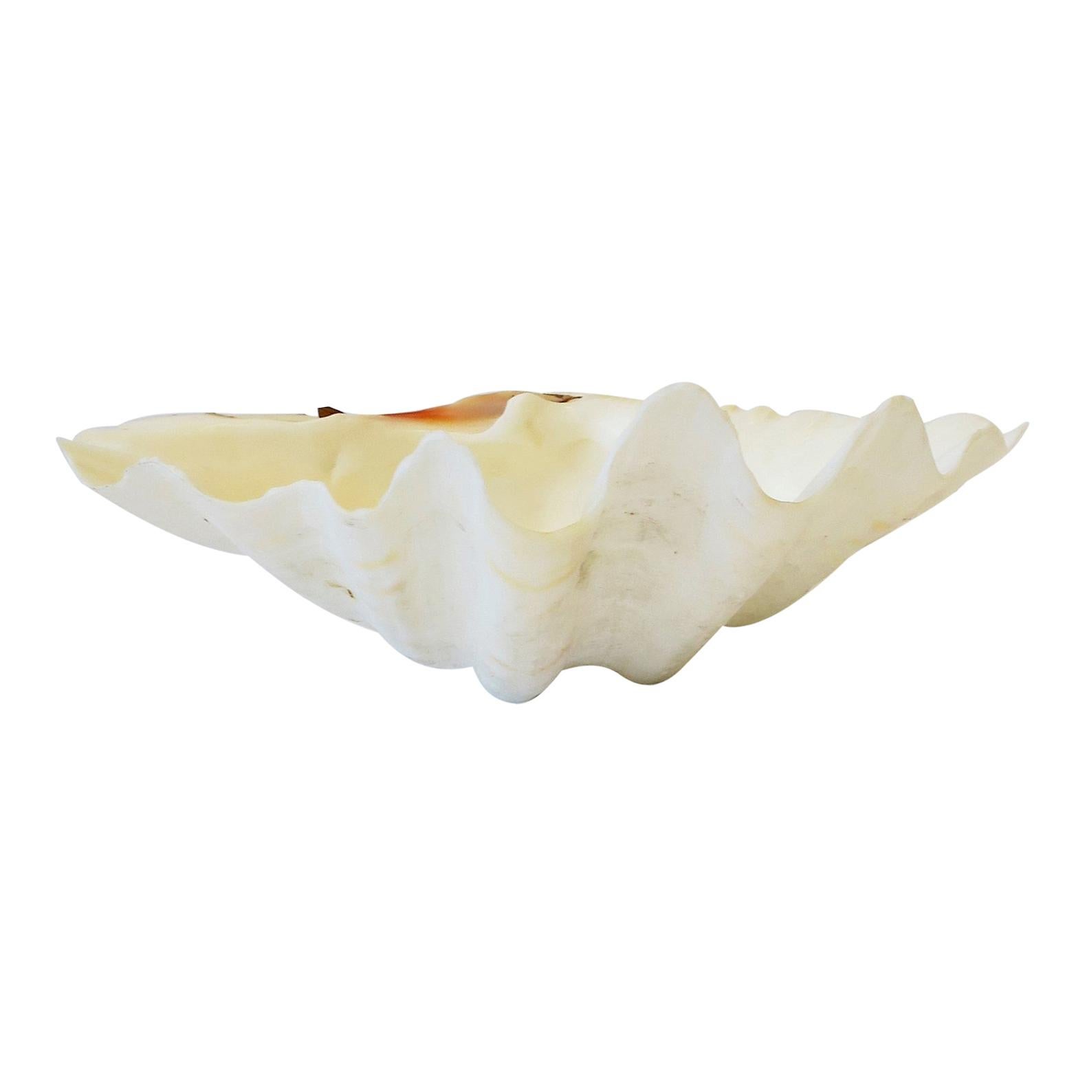 Clam Shell Seashell White Natural  For Sale