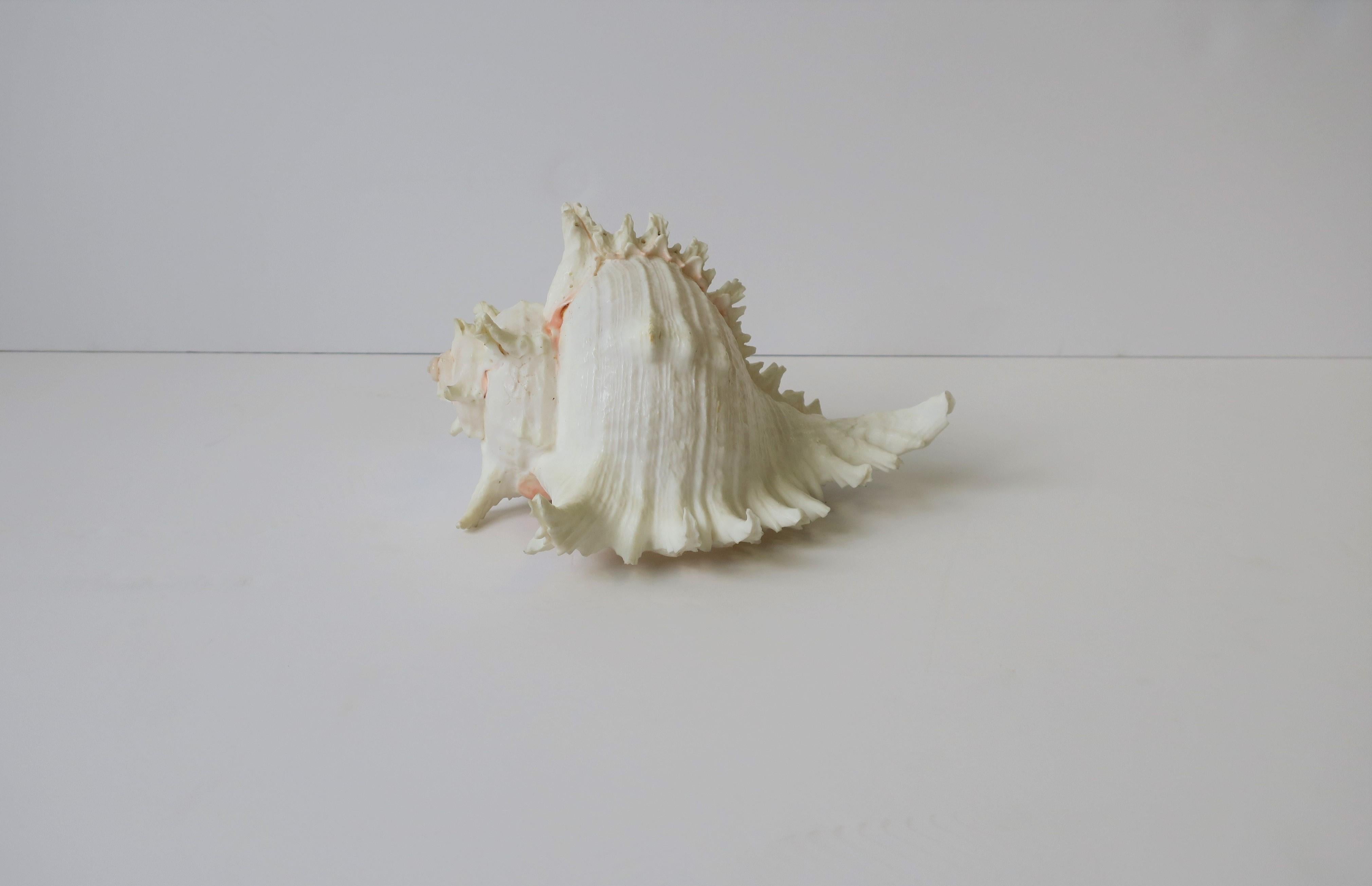 White Seashell 3