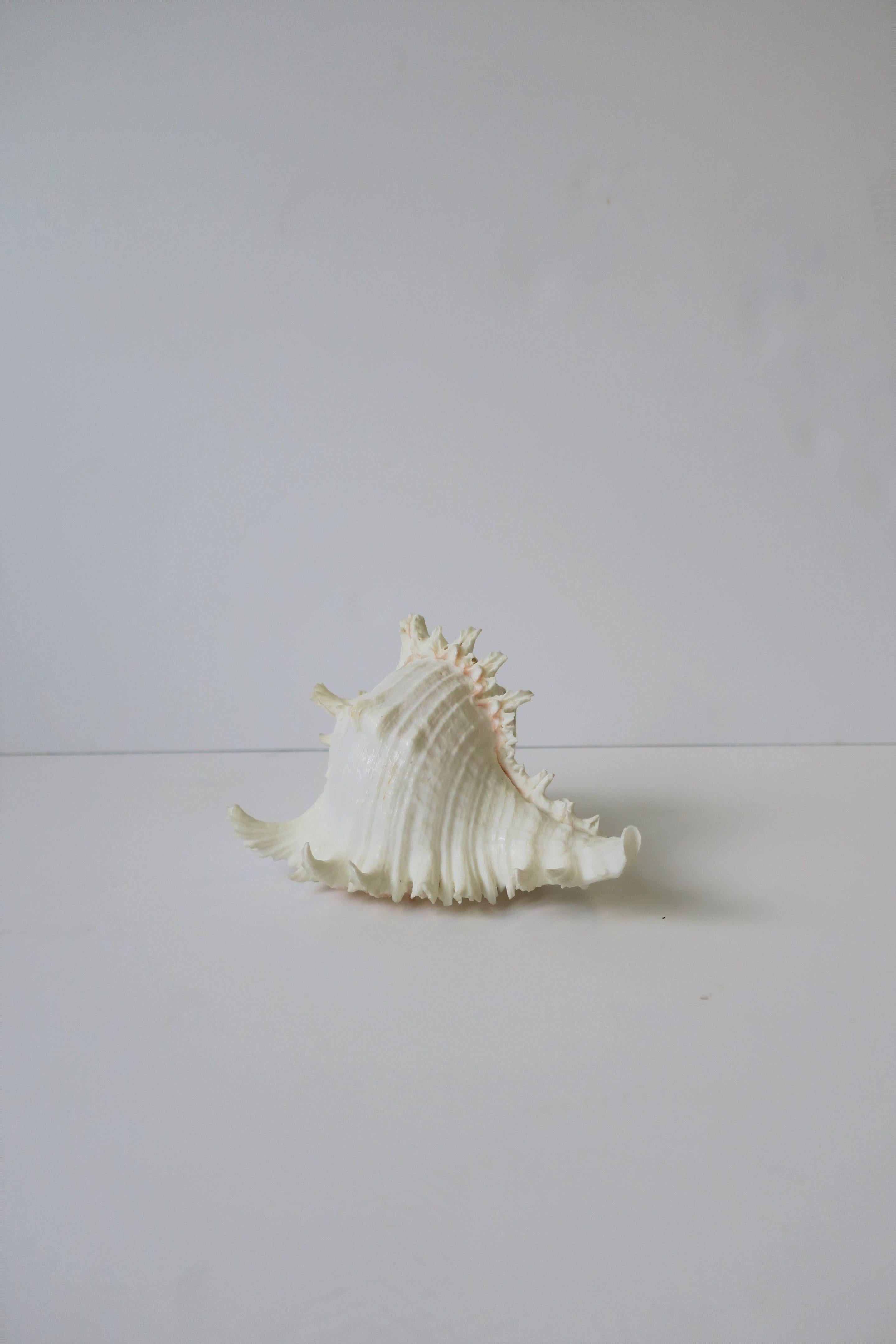 White Seashell 4