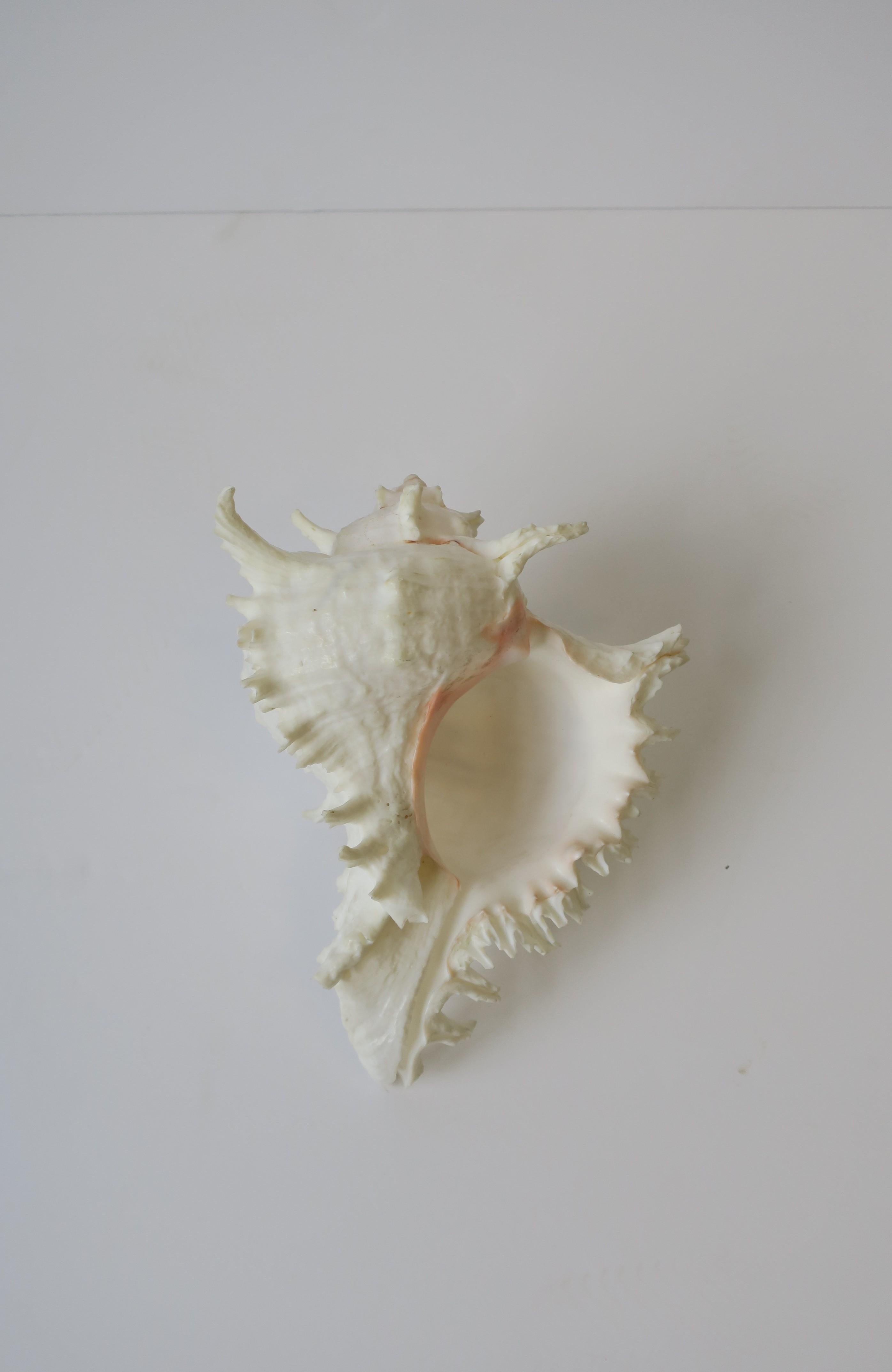 White Seashell 5