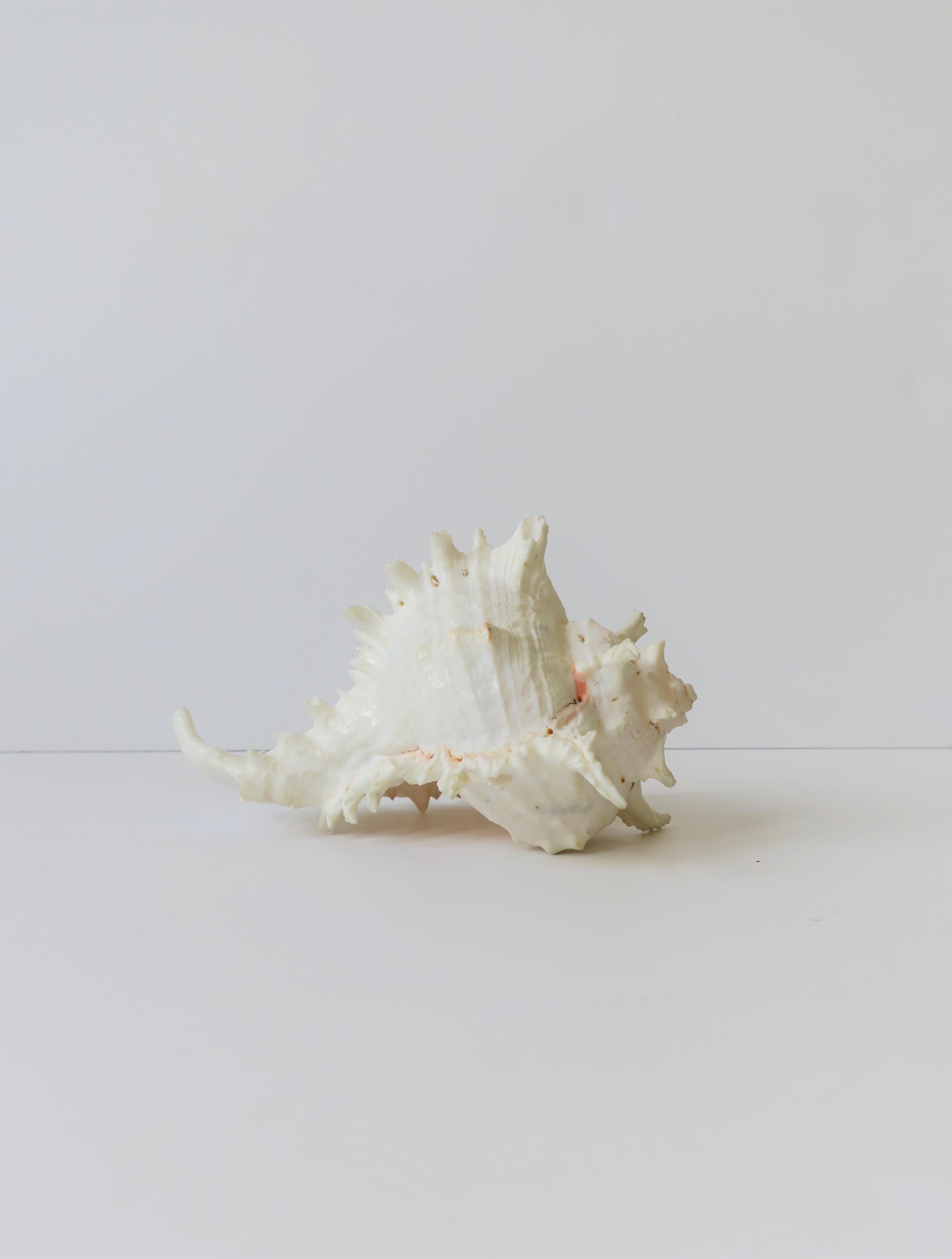 A beautiful white seashell with spikes. Seashell/sea shell can lie on its belly or back as show in images.

Seashell is a nice size measuring: 4.75