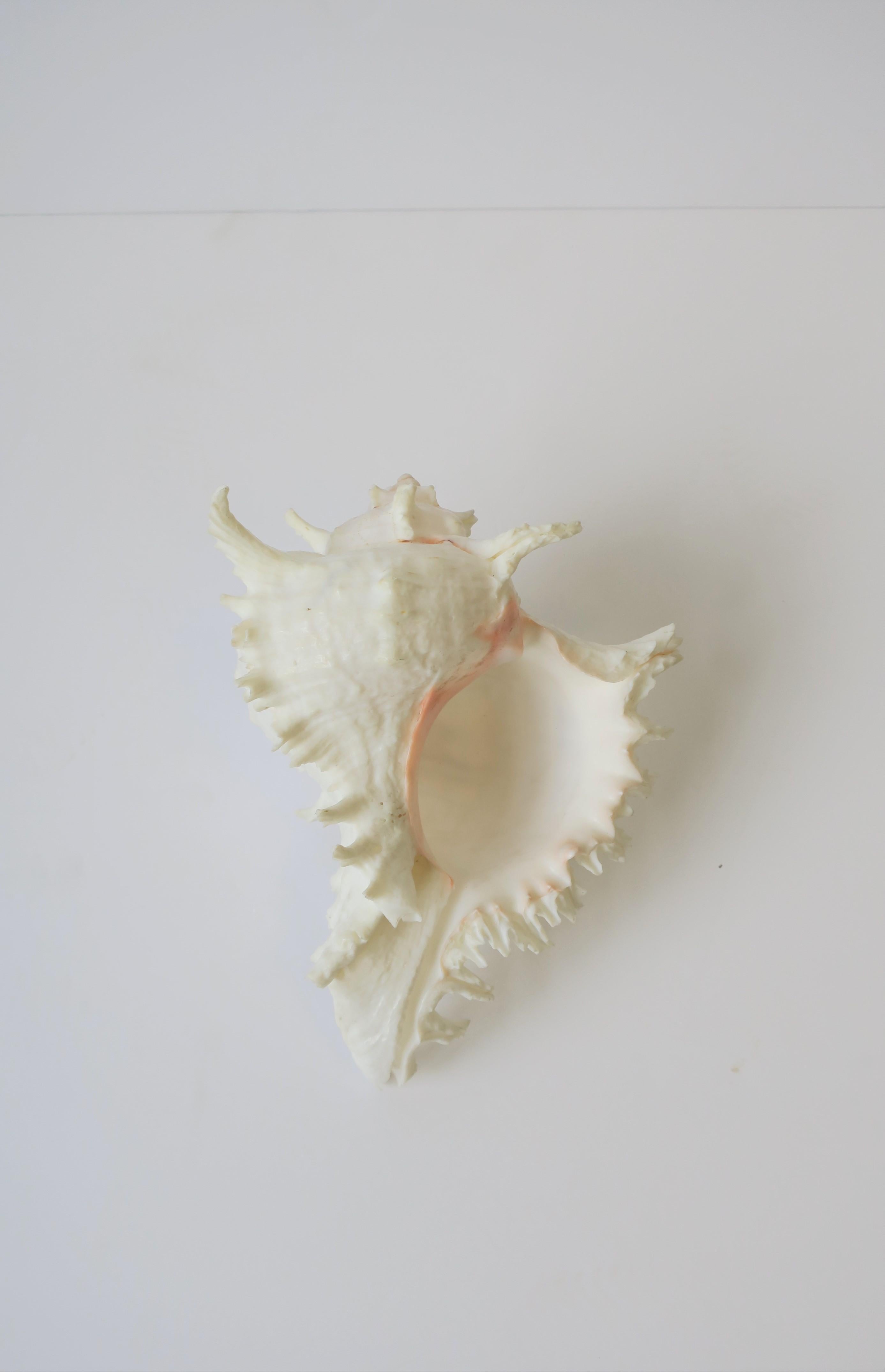 white sea shell