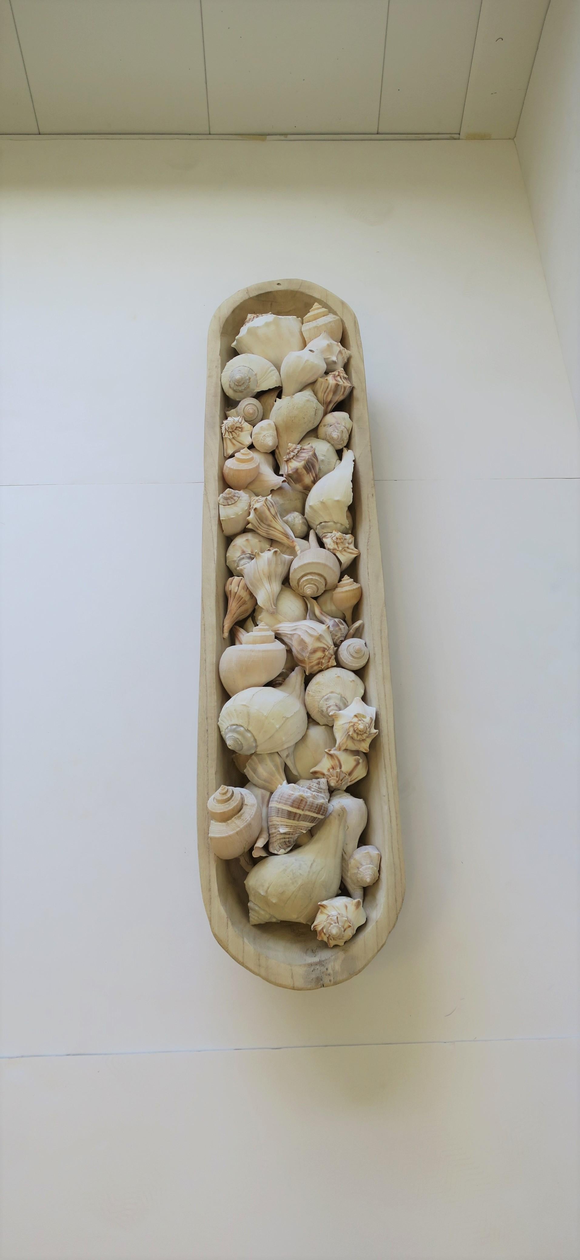 Conchiglie in vendita 2