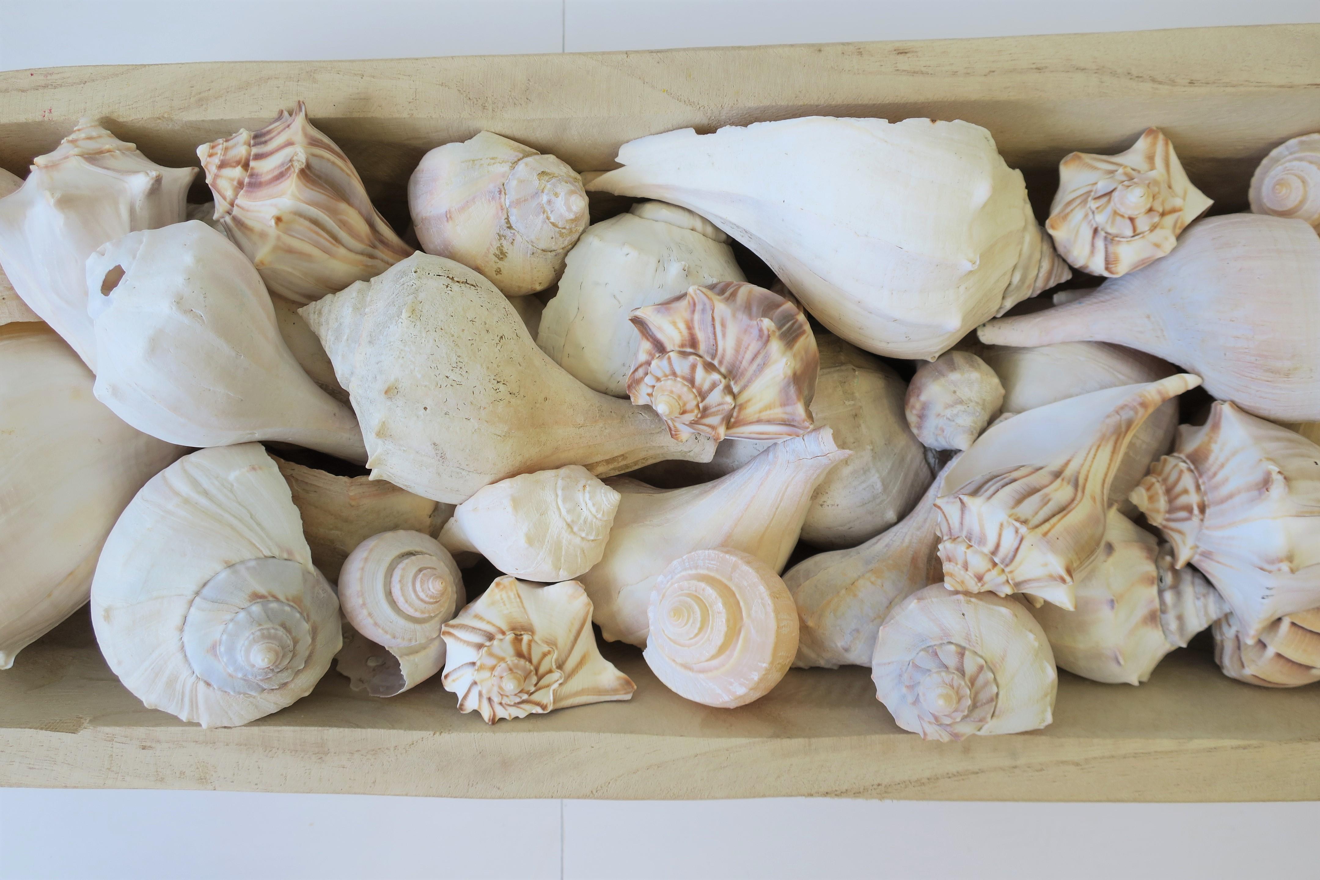 Seashells in Wood Centerpiece Vessel For Sale 9