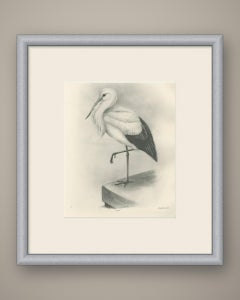 White Stork, Antique Bird Print after Lilian Medland, circa 1909