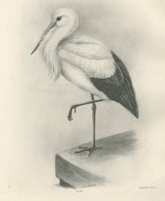 White Stork, Antique Bird Print after Lilian Medland, circa 1909