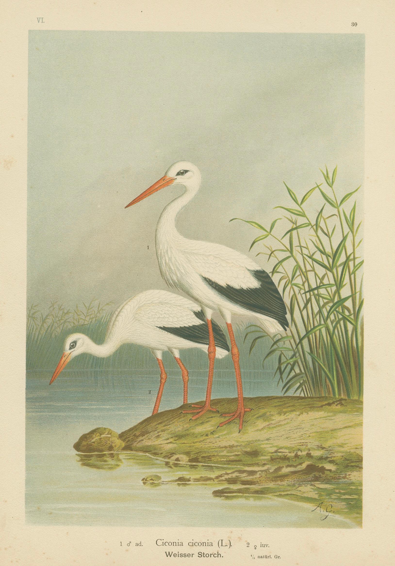 White Storks by the Water’s Edge – Elegant Antique Bird Chromolithograph c.1880