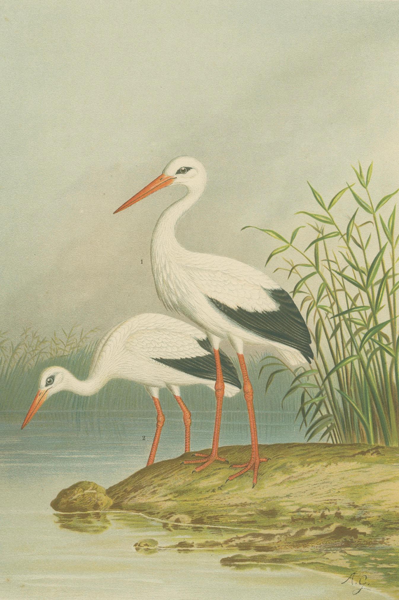 White Storks by the Water’s Edge – Elegant Antique Bird Chromolithograph c.1880