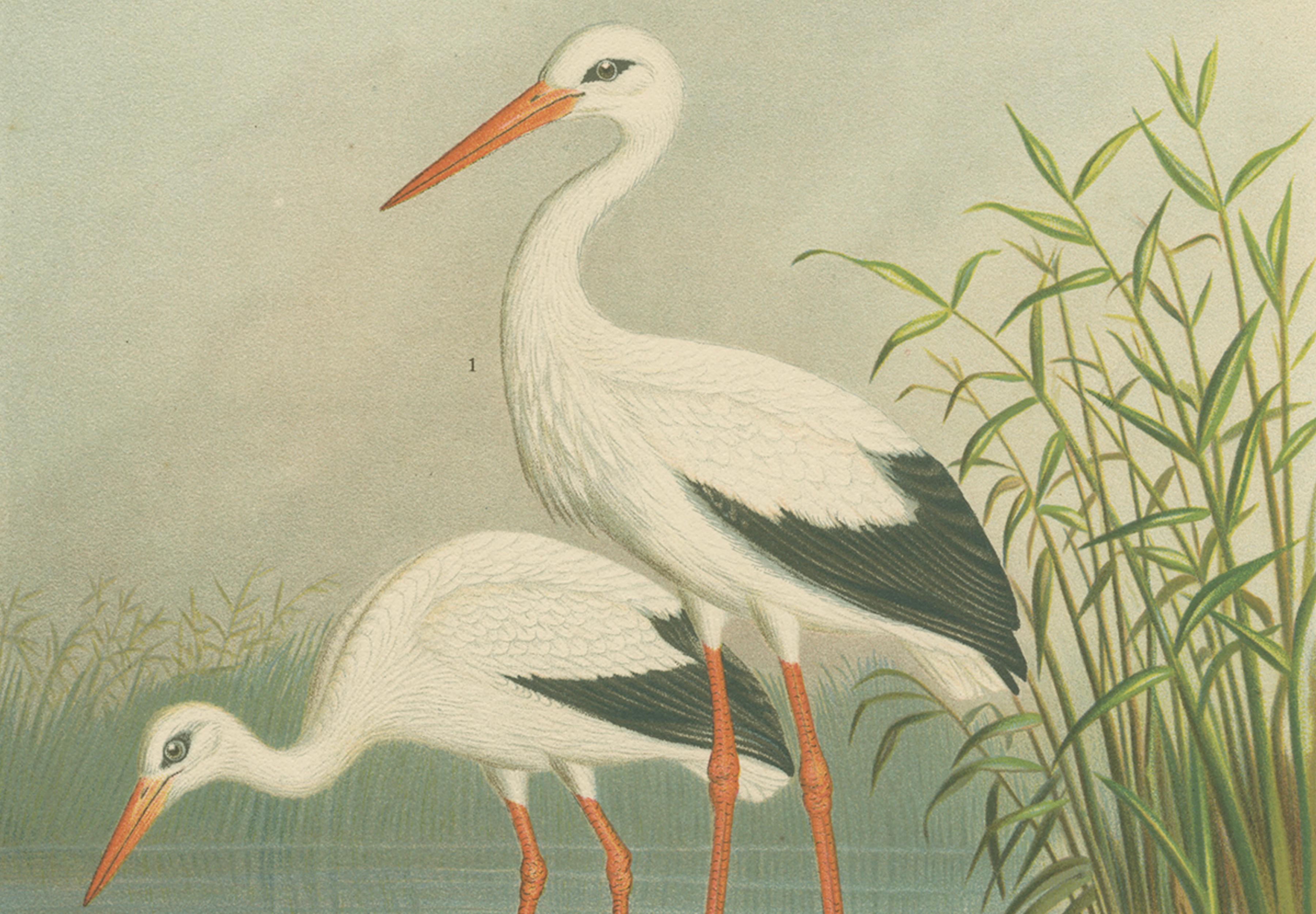 White Storks by the Water’s Edge – Elegant Antique Bird Chromolithograph c.1880
