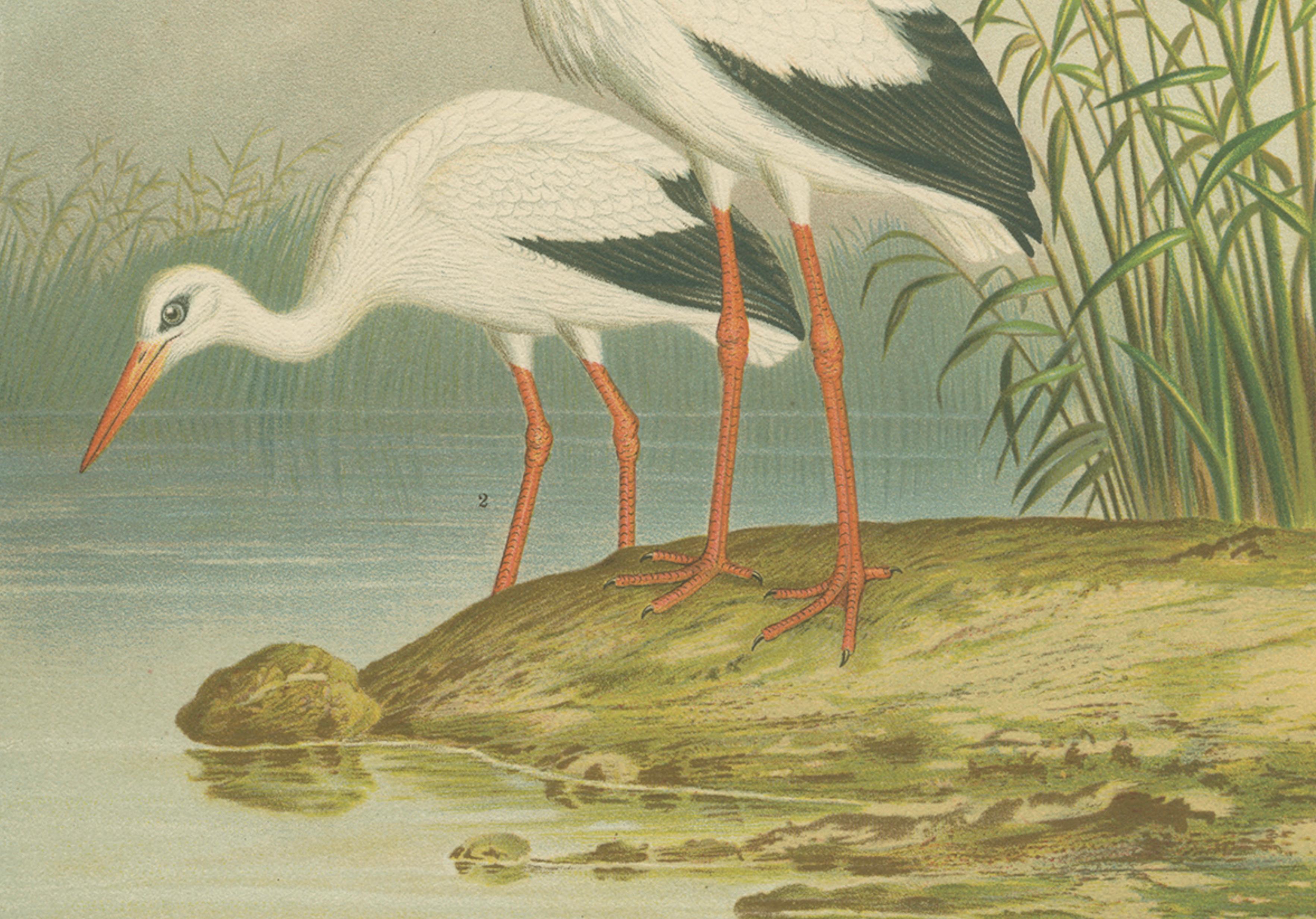 White Storks by the Water’s Edge – Elegant Antique Bird Chromolithograph c.1880