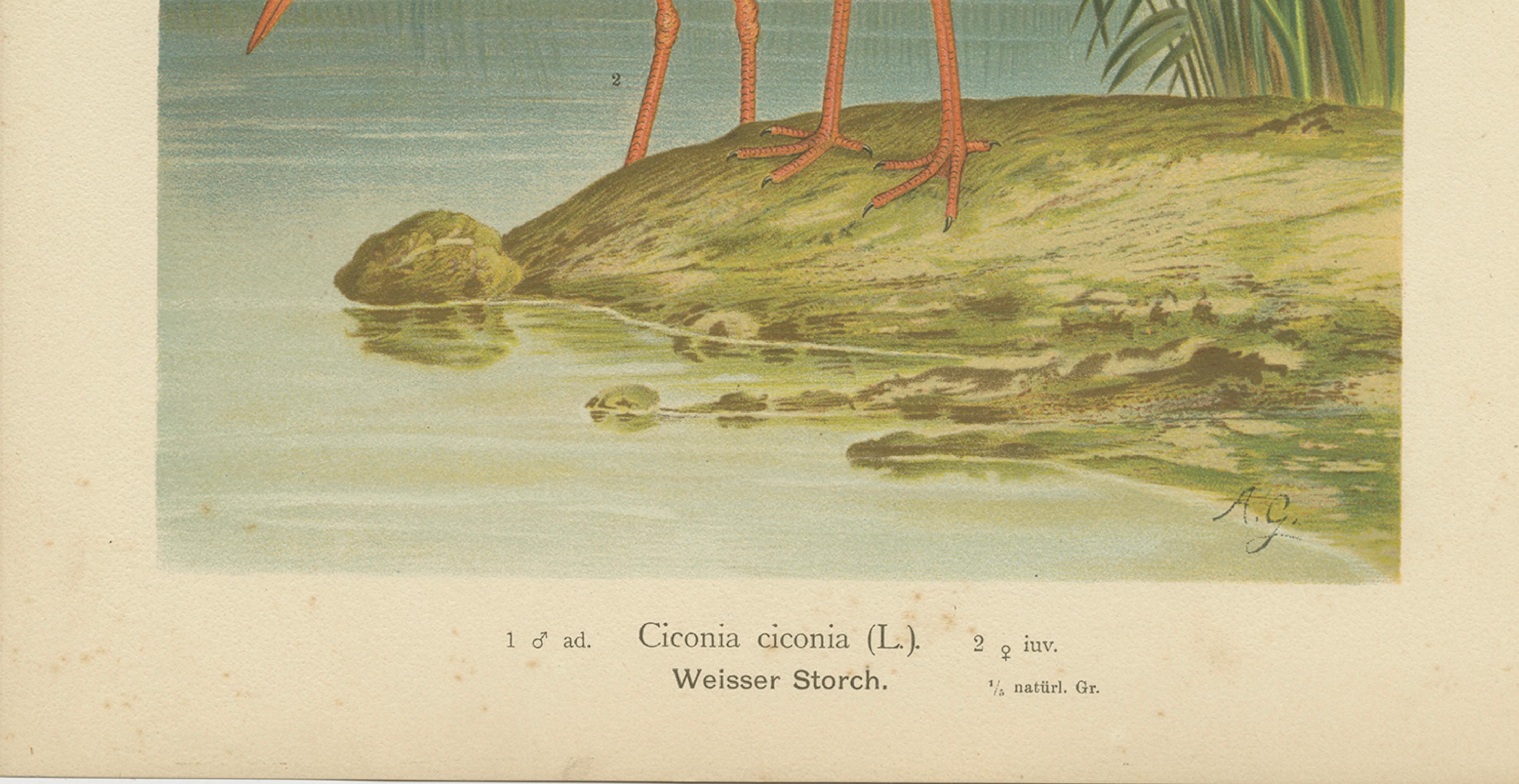 White Storks by the Water’s Edge – Elegant Antique Bird Chromolithograph c.1880